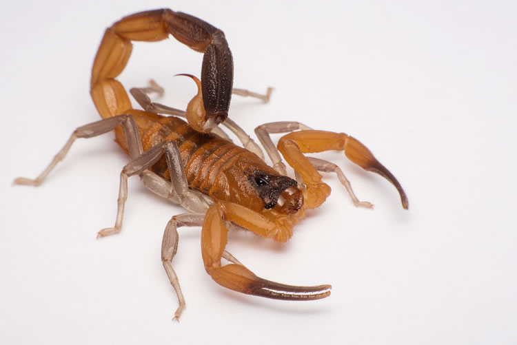 The Blue Scorpion: Rhopalurus junceus